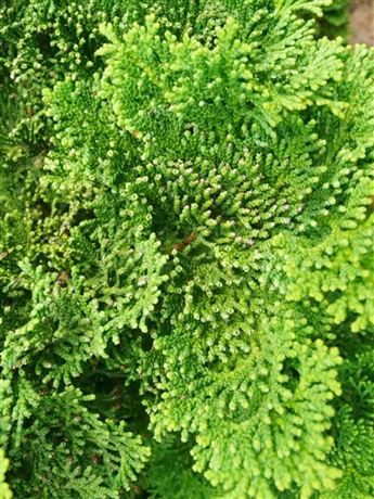 Cypřišek tupolistý 'Nana Gracilis'