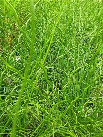 Sítnina rozkladitá 'Spiralis'