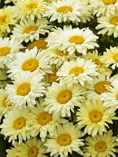 Kopretina největší 