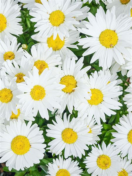 Kopretina největší 