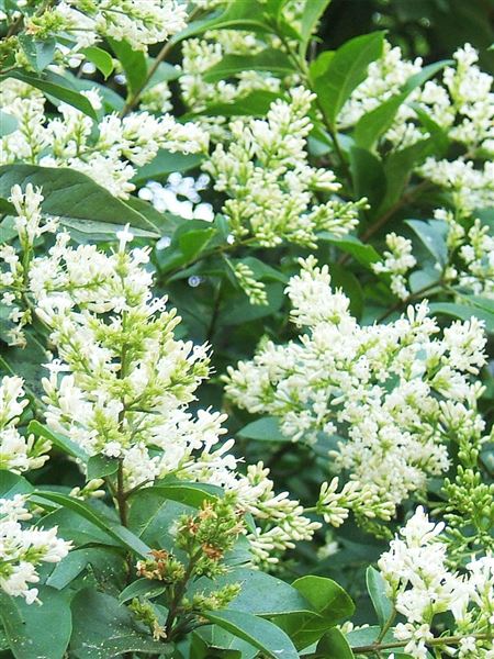 Ptačí zob vejčitolistý 