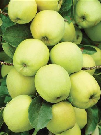 Jabloň domácí 'Golden Delicious Reinders'
