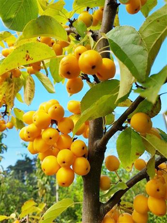 Jabloň okrasná 'Golden Hornet'