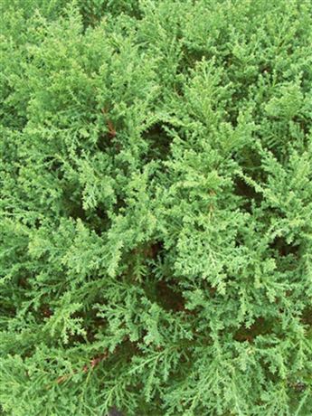 Mikrobiota křížolistá 'Fuzzball'