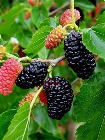 Moruše bílá 'Pendula' (černé plody)