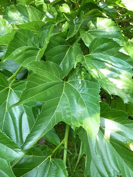 Moruše platanolistá 