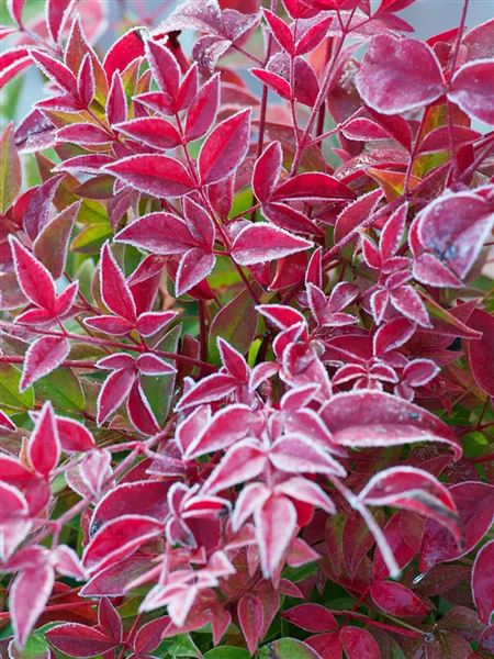 Nandina domácí 