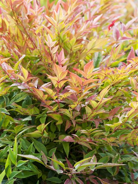 Nandina domácí 