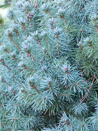 Smrk sivý 'Sander's Blue'