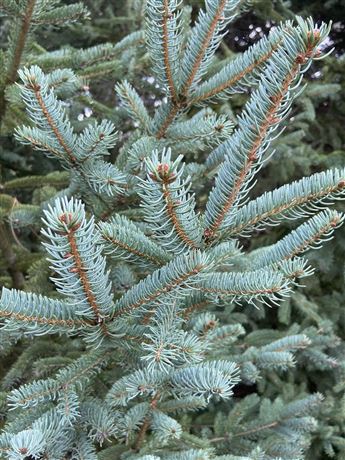 Smrk sibiřský 'Glauca'