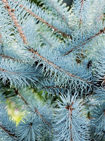 Smrk pichlavý 'Blue Diamond'
