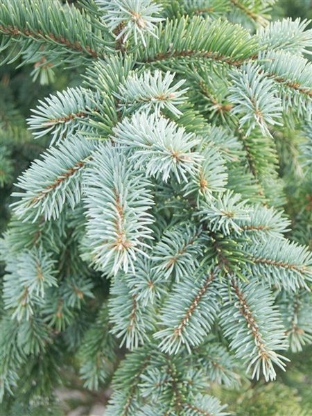 Smrk pichlavý 