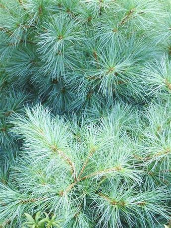 Borovice vejmutovka 'Radiata'