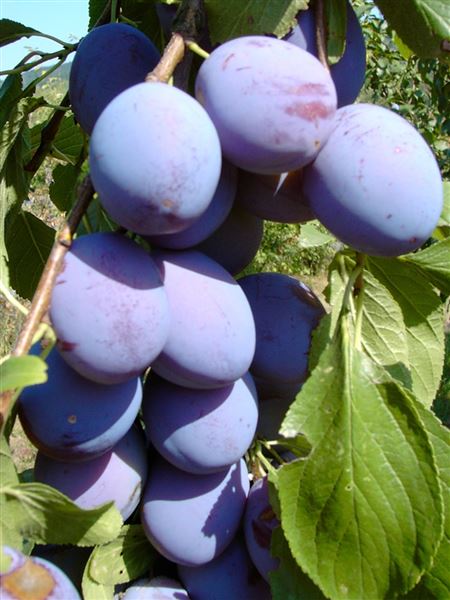 Slivoň sloupcovitá 