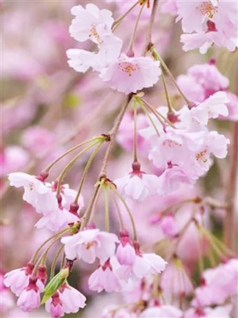 Višeň chloupkatá 'Pendula Plena Rosea'