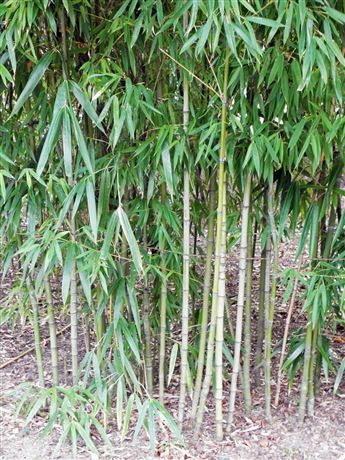 Pseudosasa japonská 'Tsutsumiana'