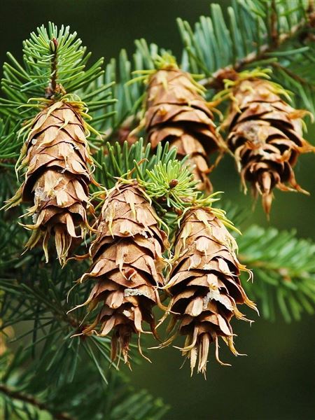 Douglaska tisolistá