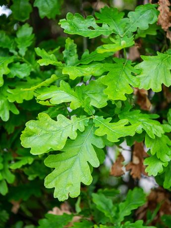 Dub letní 'Pyramidalis'