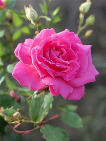 Růže keřová 'Pink Peace'