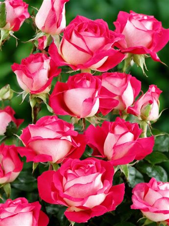 Růže keřová 'Rose Gaujard'