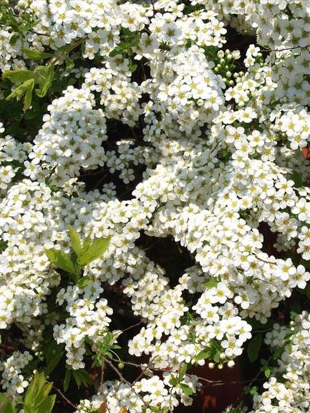 Tavolník význačný