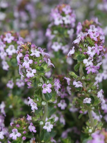 Mateřídouška úzkolistá 