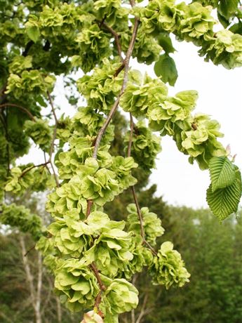 Jilm horský 'Pendula'