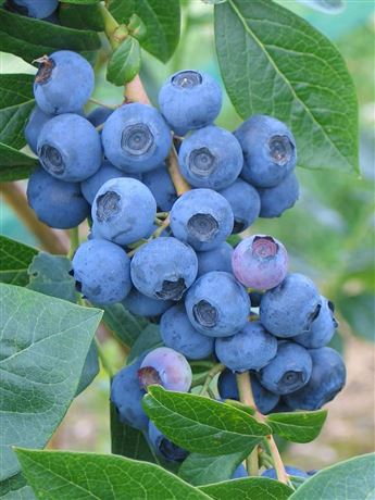 Brusnice chocholičnatá 'North Blue'