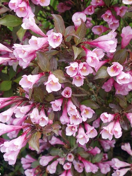 Vajgélie květnatá 