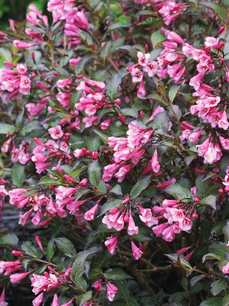 Vajgélie květnatá 