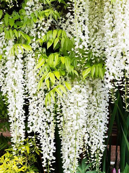 Vistárie květnatá 