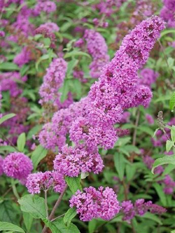 Komule Davidova 'Border Beauty'