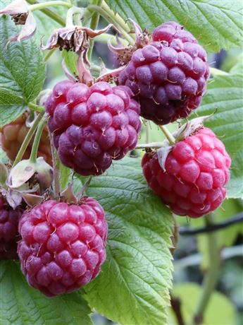 Maliník fialový 'Glen Coe'