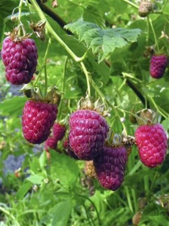 Maliník fialový 'Malling Passion'