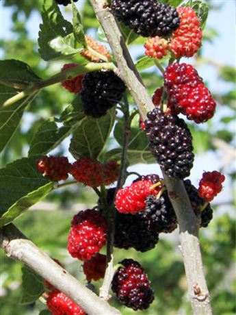 Moruše černá 'Mojo Berry'