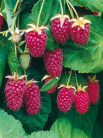 Malinoostružiník 'Loganberry'