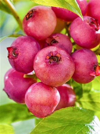 Brusnice chocholičnatá 'Pink Lemonade'