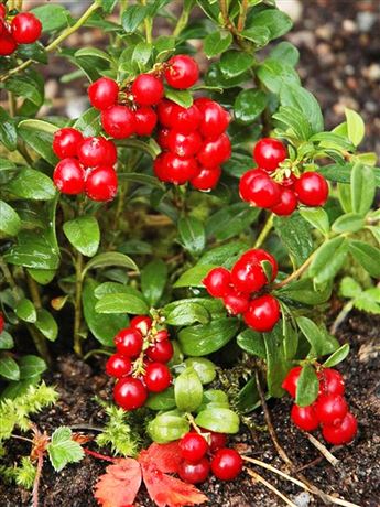 Brusinka obecná 'Red Pearl'