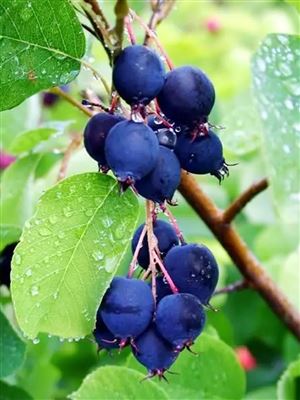 Muchovník olšolistý 'Saskatoon Berry'