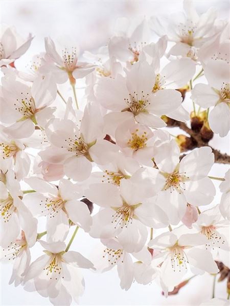 Slivoň vyříznutá 