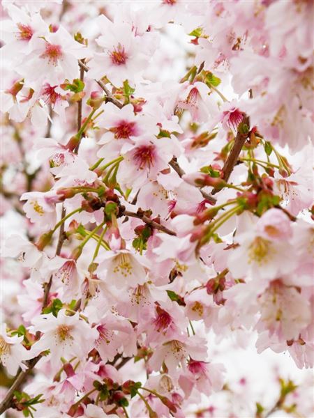 Slivoň vyříznutá 