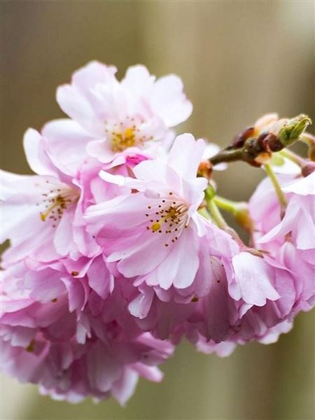 Slivoň vyříznutá 