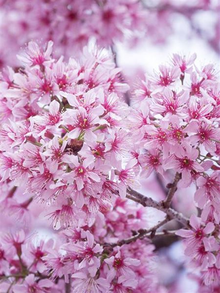 Slivoň vyříznutá 