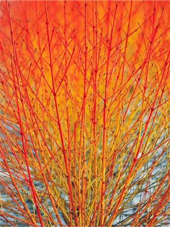 Svída krvavá 'Midwinter Fire'