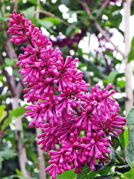 Šeřík Prestonové 