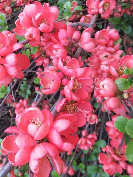 Kdoulovec nádherný 