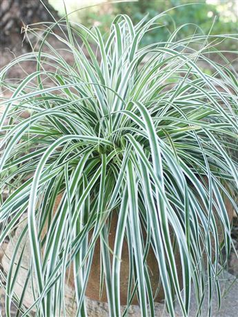 Ostřice ošimenská 