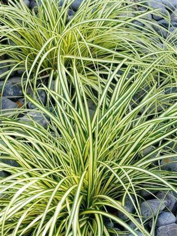 Ostřice ošimenská 