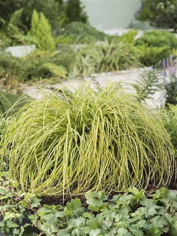 Ostřice ošimenská 