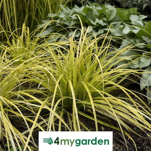 Ostřice ošimenská 